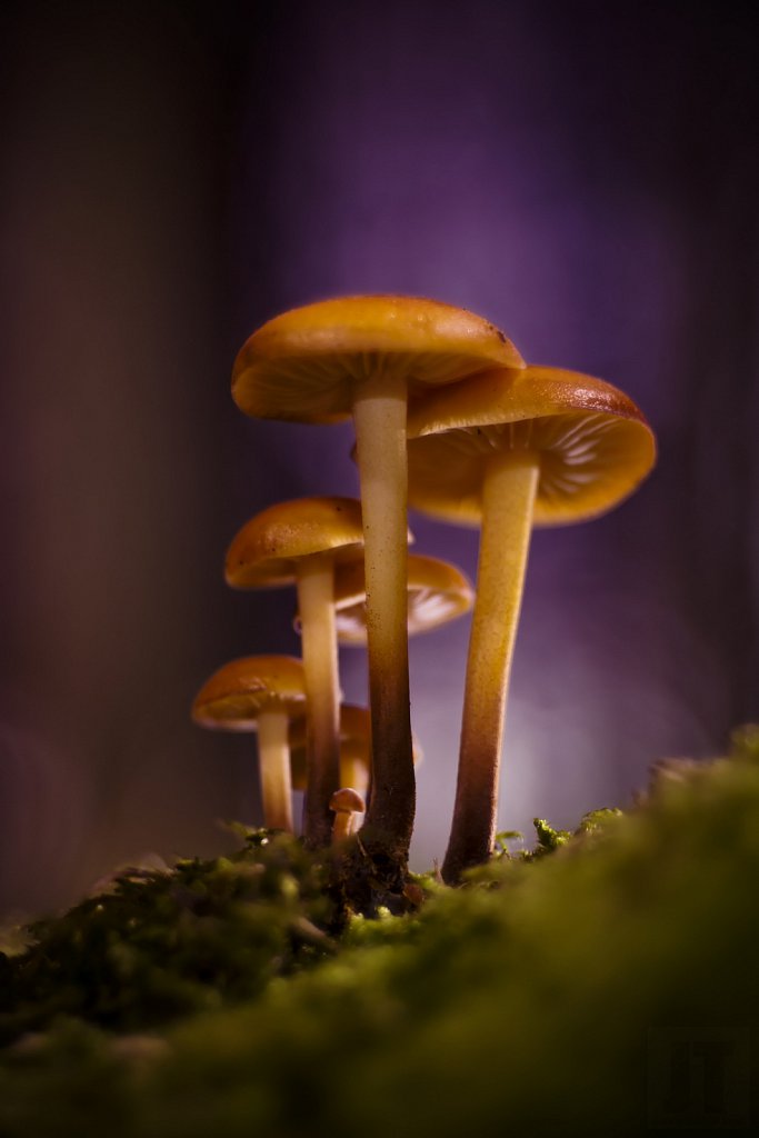 Ostatní houby